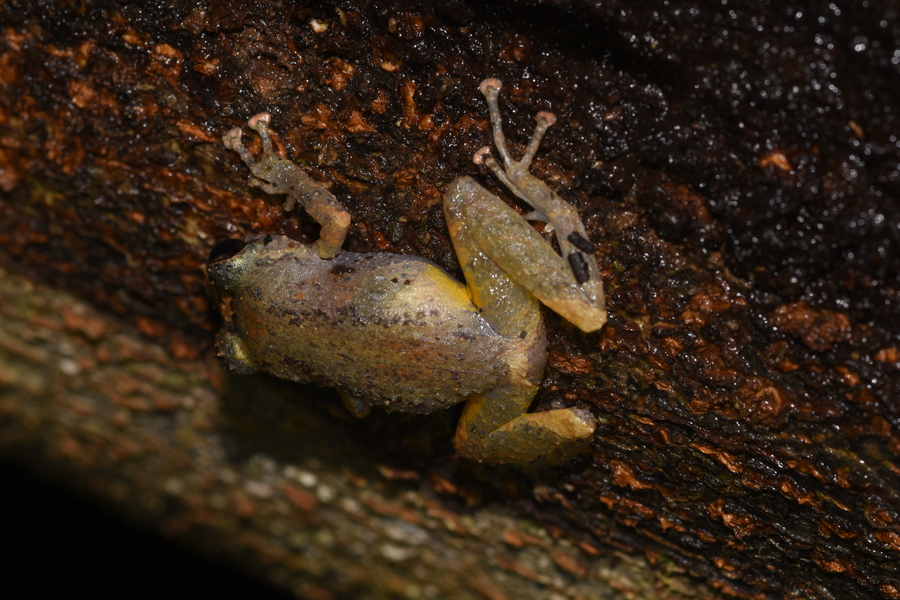 Pristimantis luteolateralis