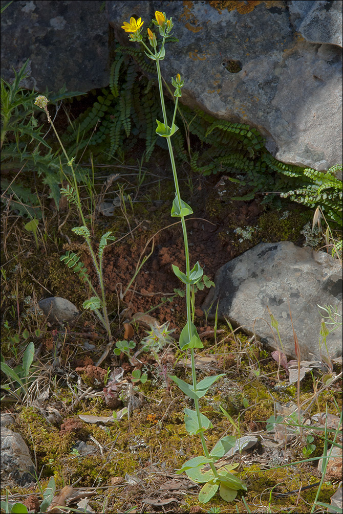 Blackstonia perfoliata ssp. perfoliata