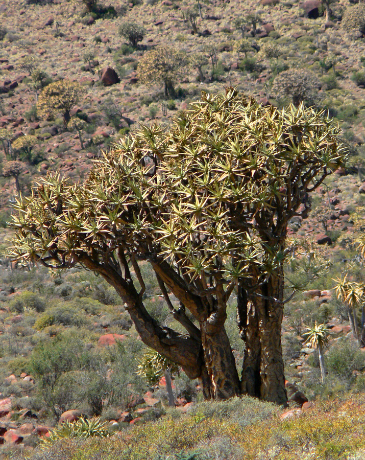 Aloidendron dichotomum