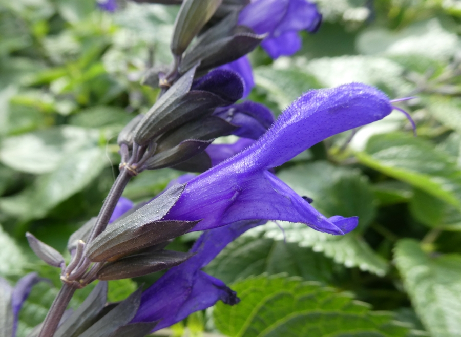 Salvia x guaranitica