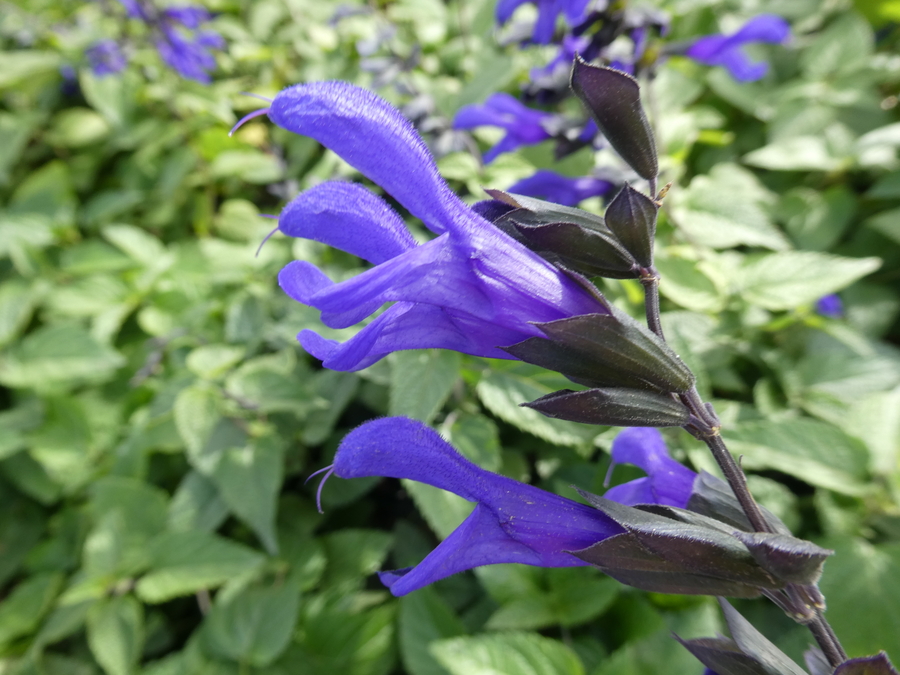 Salvia x guaranitica