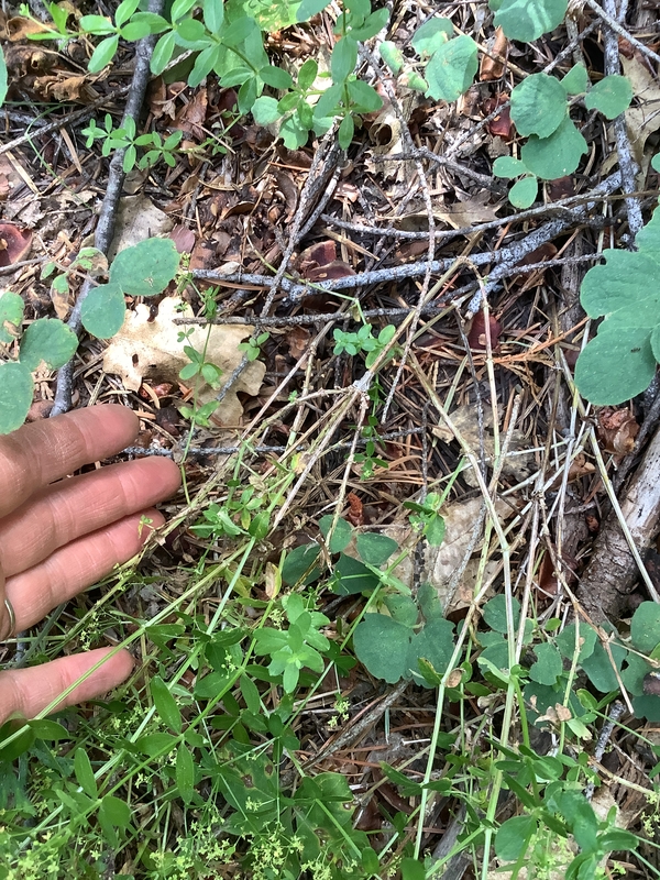 Galium sparsiflorum ssp. sparsiflorum Galium sparsiflorum ssp. sparsiflorum