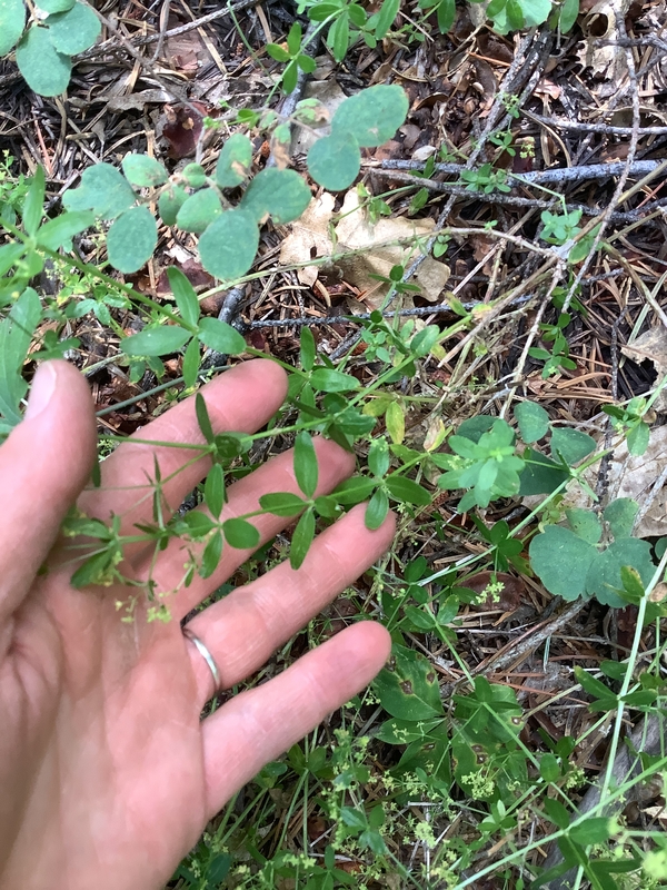 Galium sparsiflorum ssp. sparsiflorum Galium sparsiflorum ssp. sparsiflorum