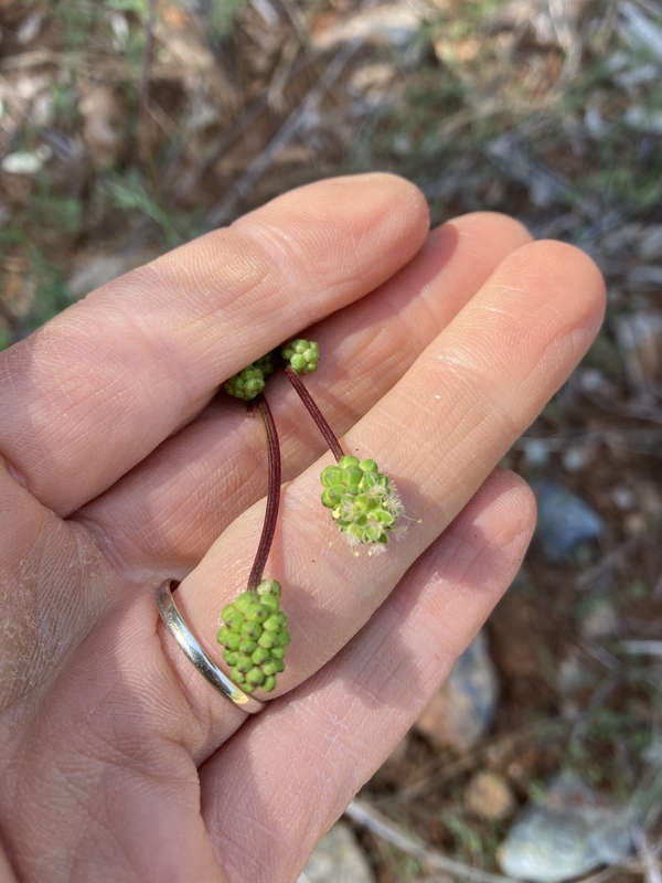 Poterium sanguisorba Poterium sanguisorba