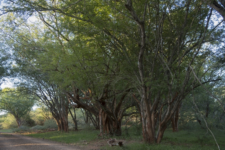 Albizia petersiana ssp. evansii