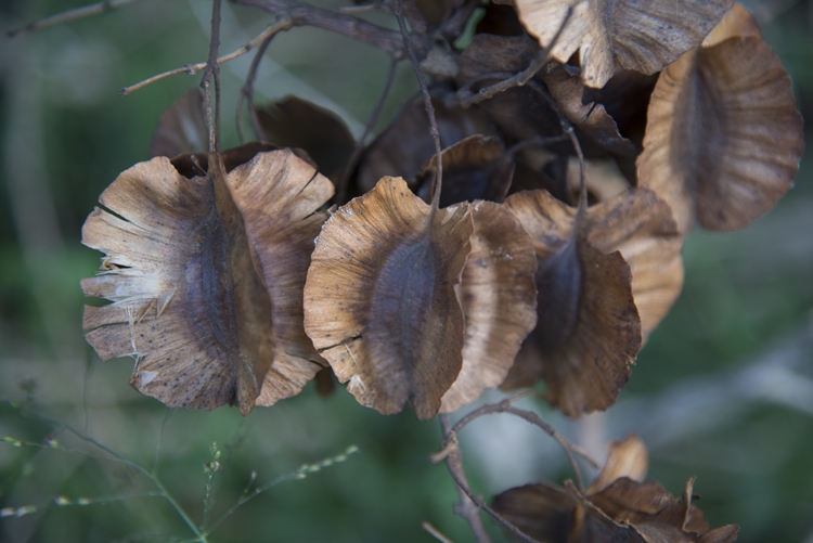 Combretum mkuzense Combretum mkuzense