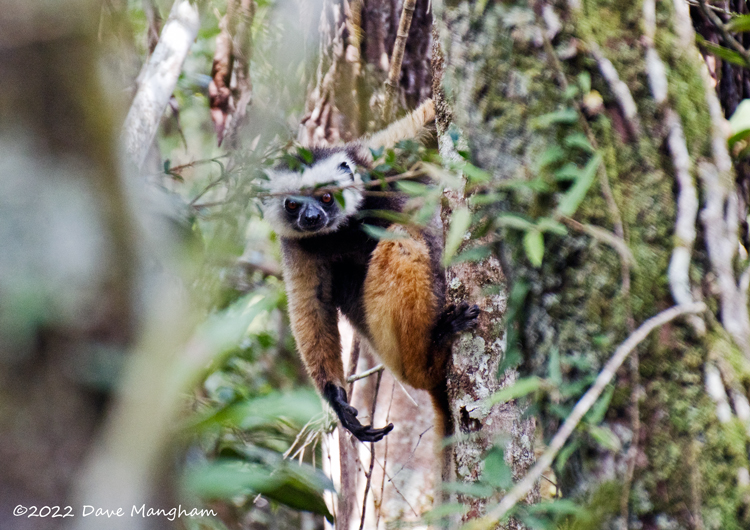 Propithecus diadema