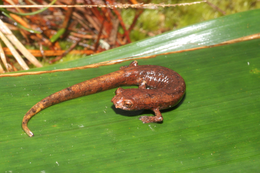 Bolitoglossa savagei