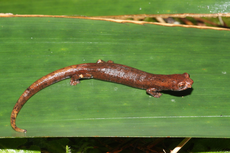 Bolitoglossa savagei