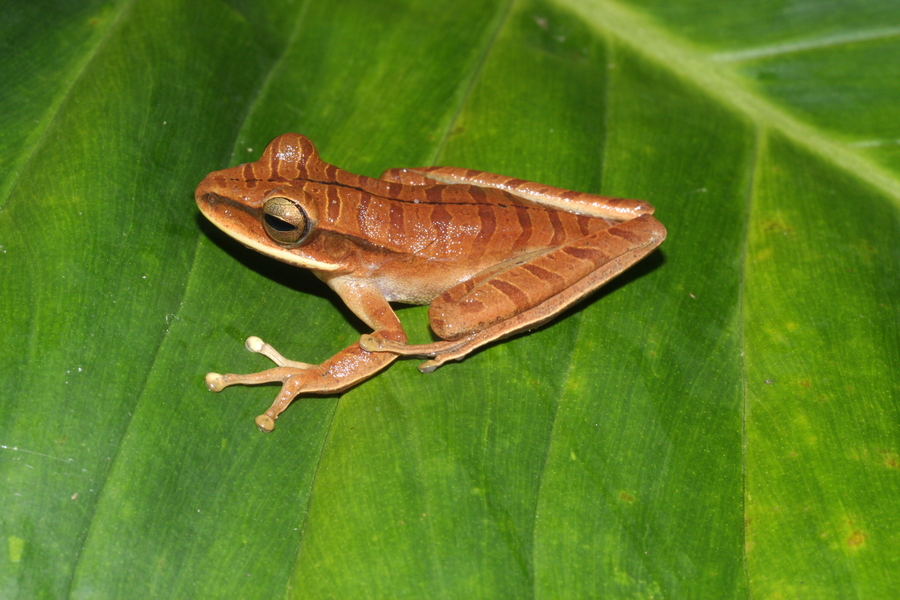 Boana lanciformis