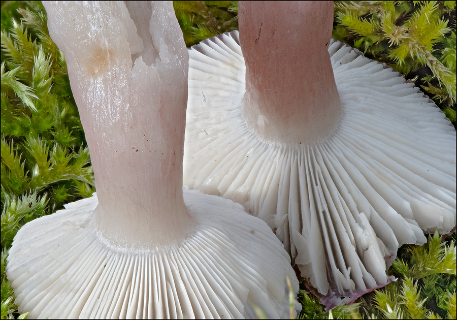 Russula queletii