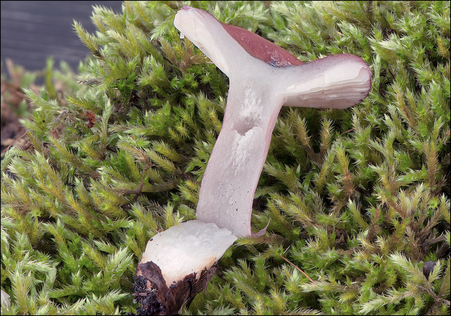 Russula queletii