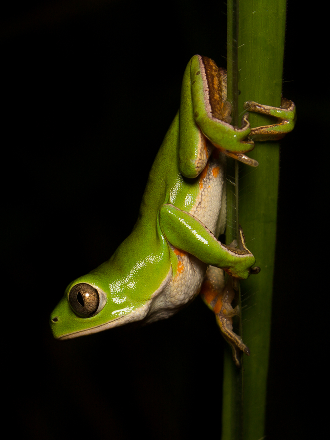 Pithecopus gonzagai