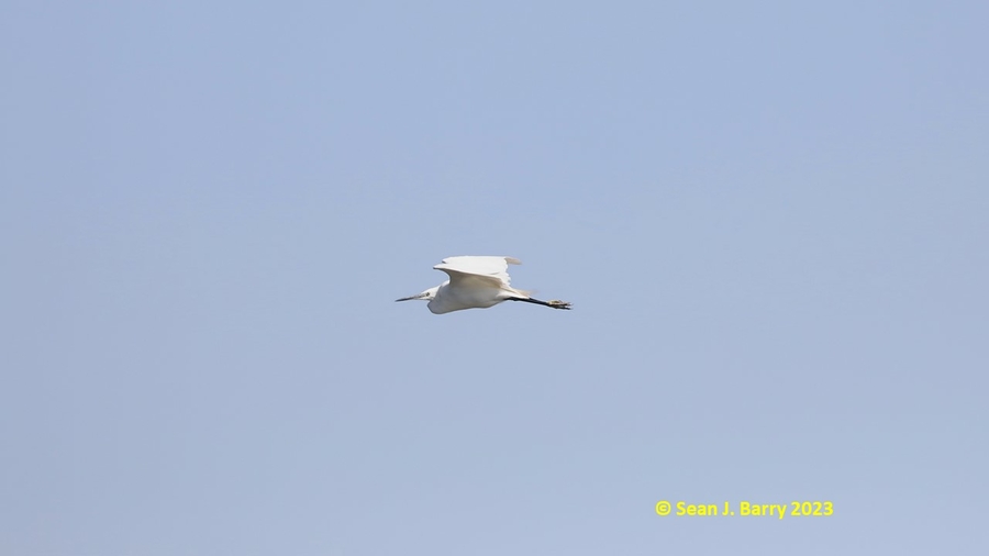Egretta garzetta Egretta garzetta