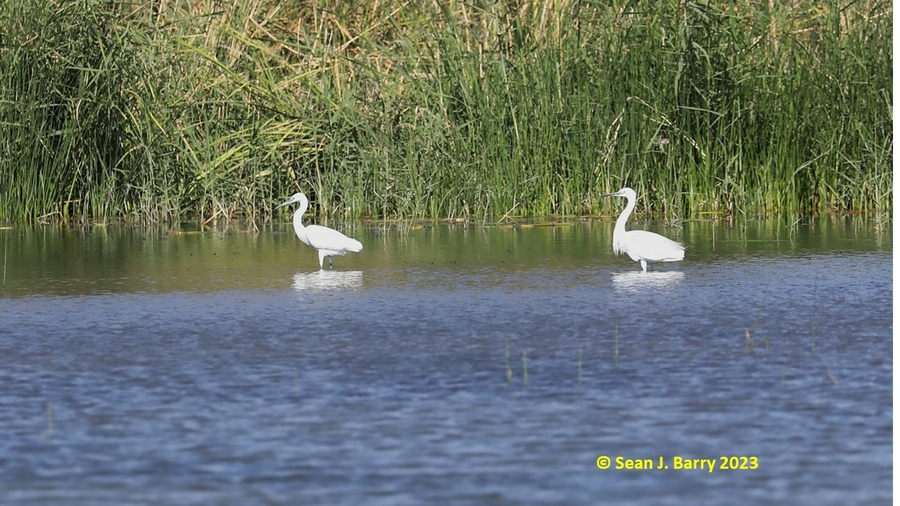 Egretta garzetta Egretta garzetta