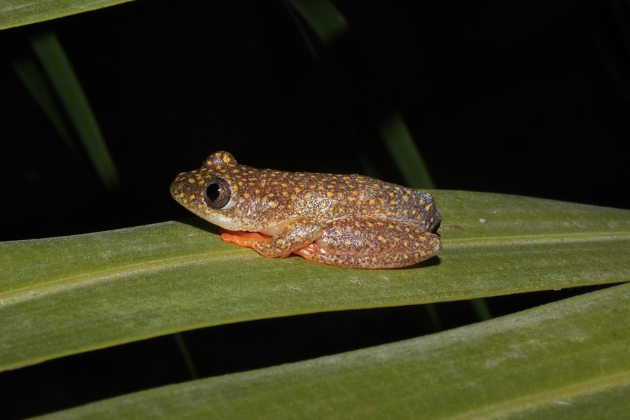 Heterixalus alboguttatus