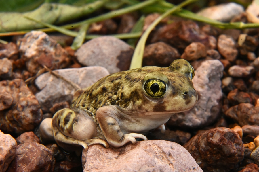 Scaphiopus couchii