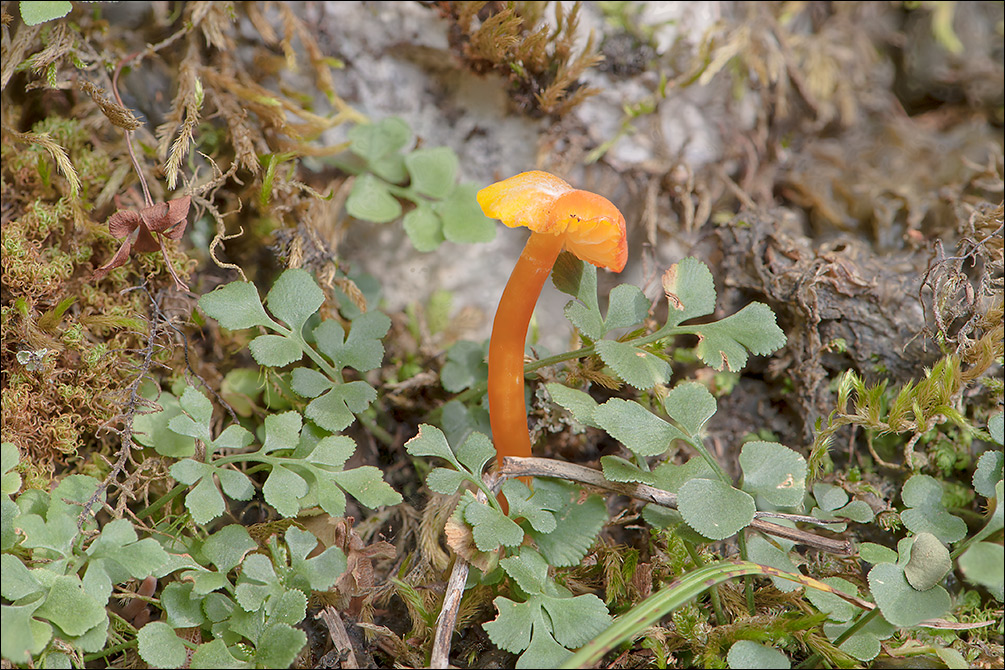 Hygrocybe mucronella
