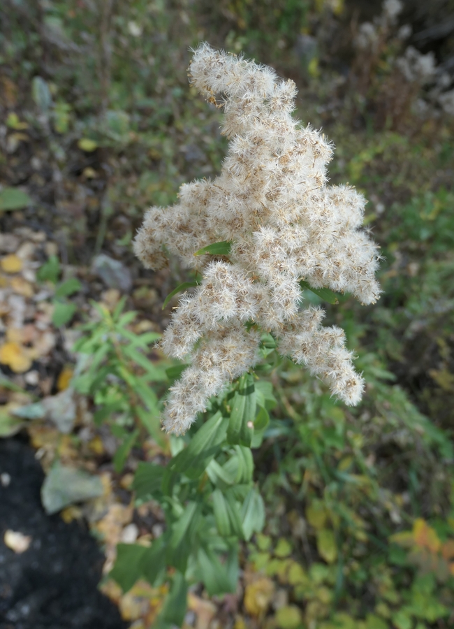 Solidago canadensis