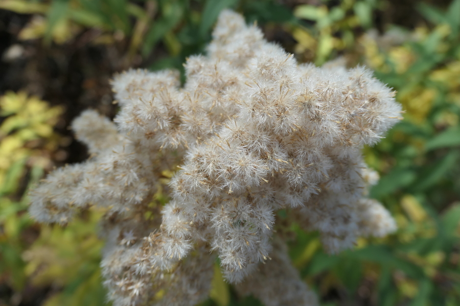 Solidago canadensis
