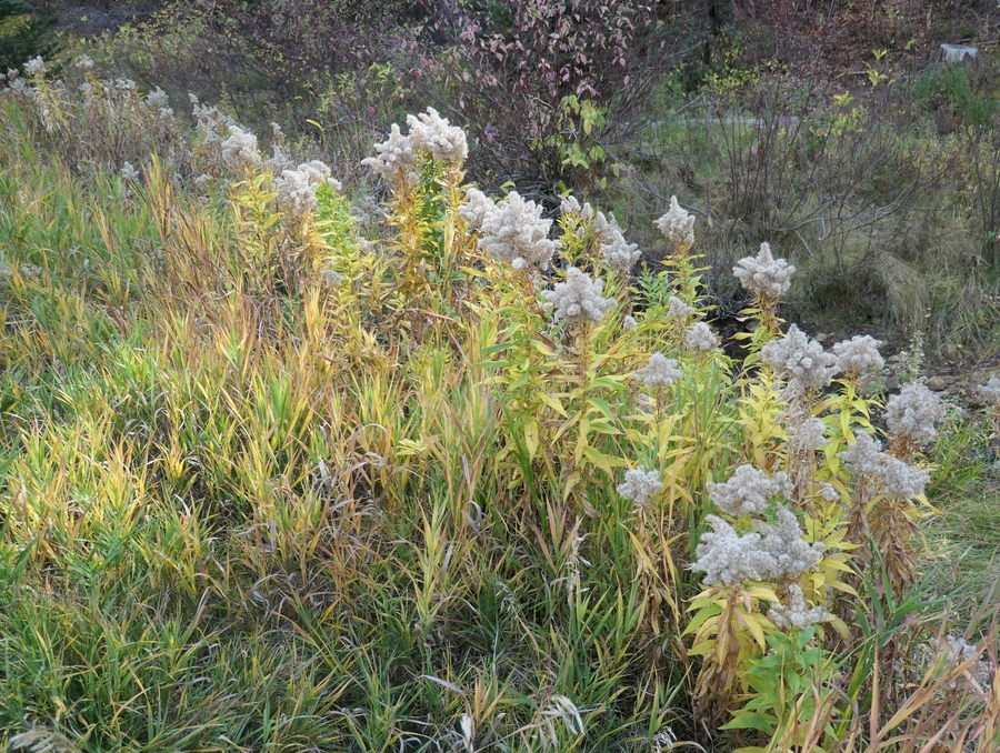 Solidago canadensis