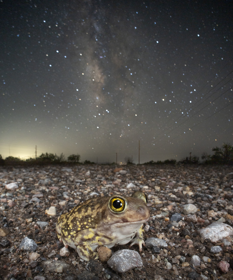 Scaphiopus couchii