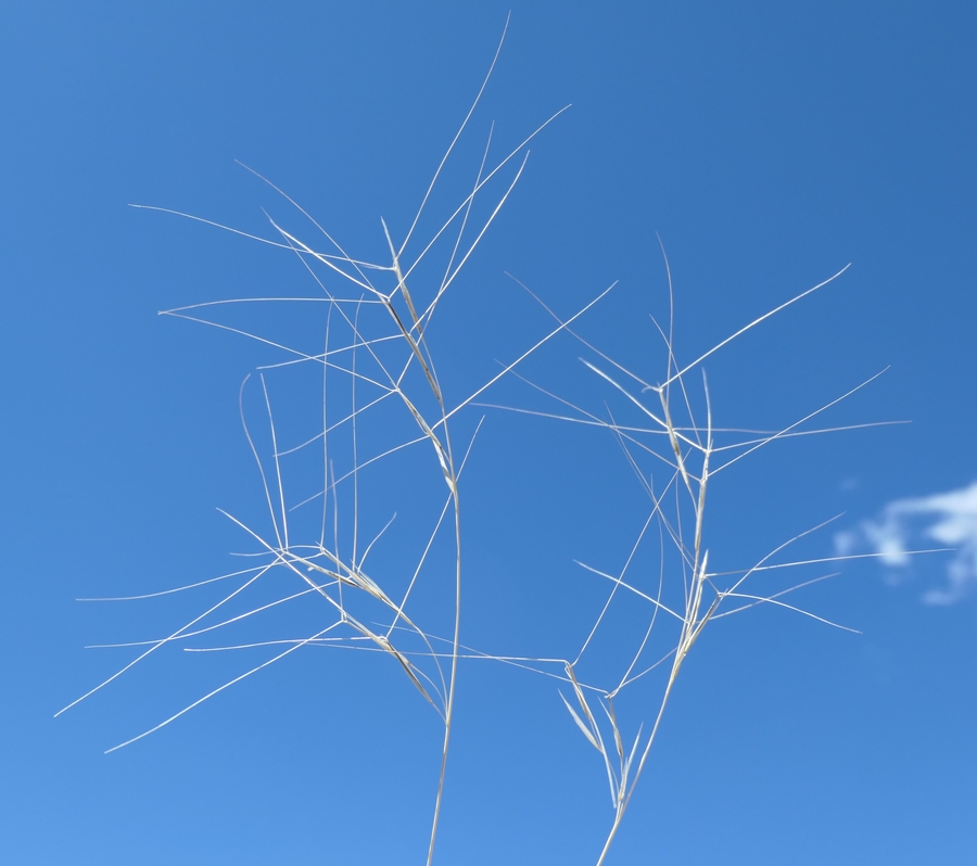 Aristida purpurea