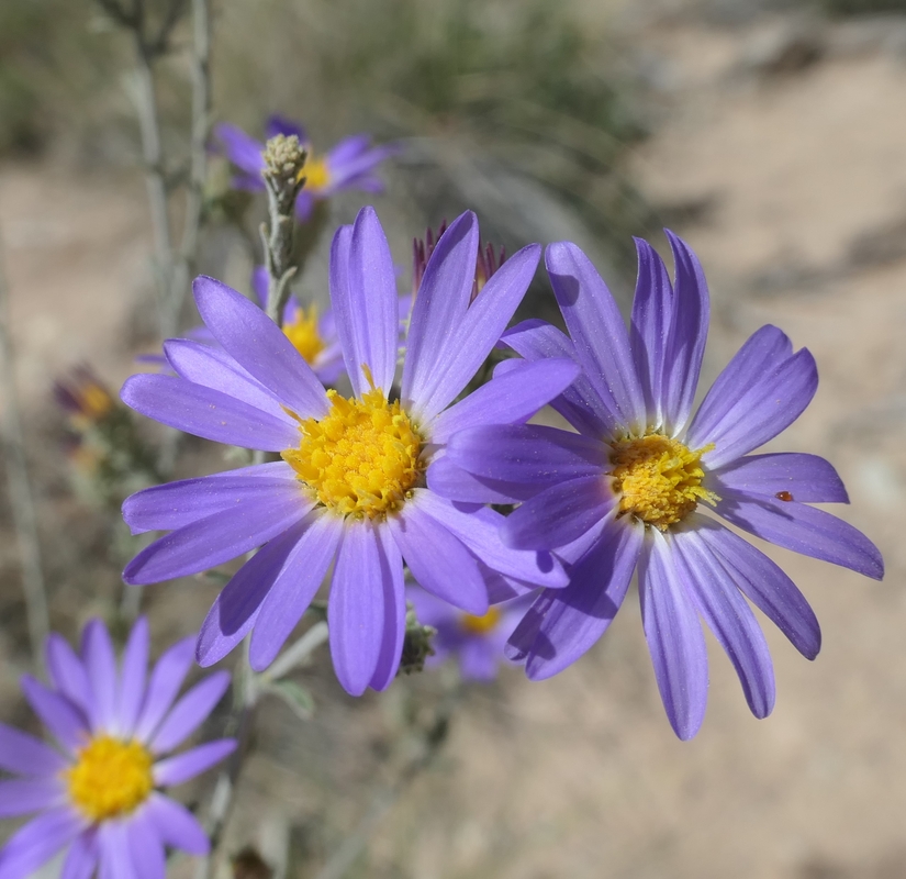 Dieteria asteroides