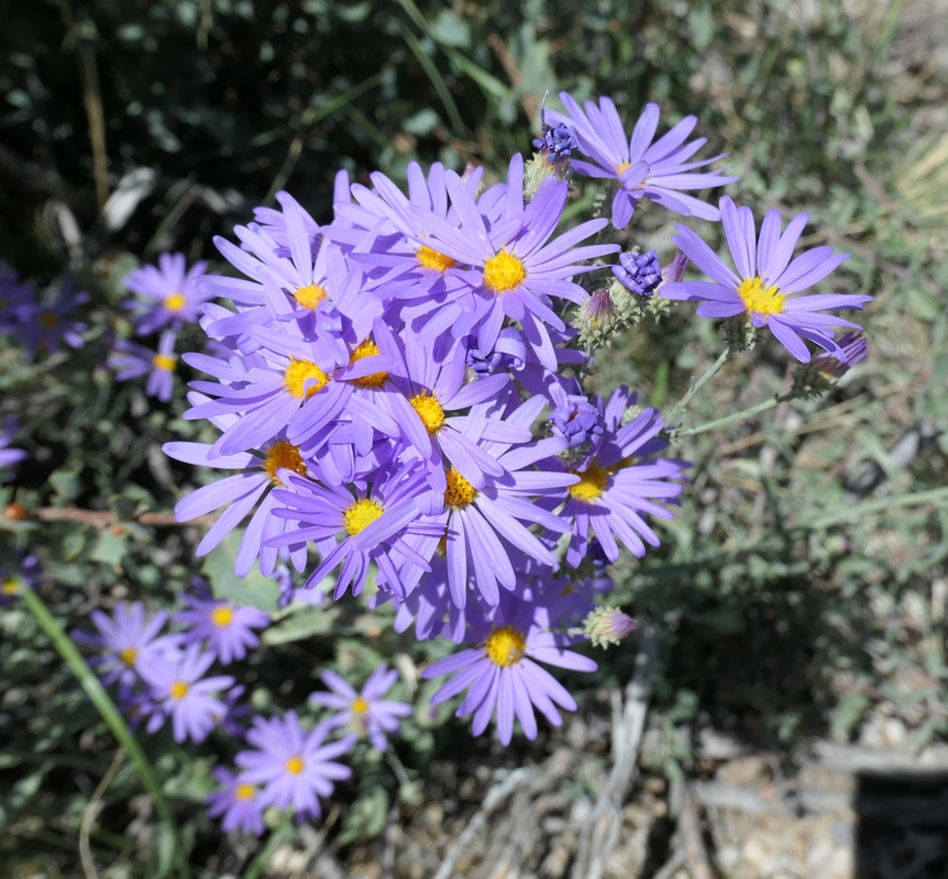 Dieteria asteroides