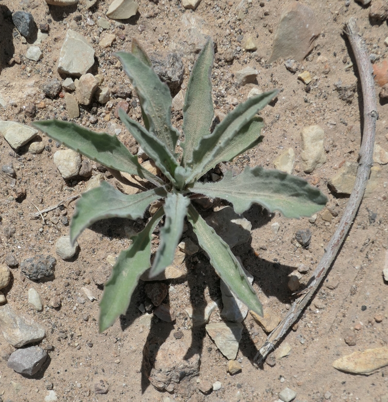 Dieteria asteroides