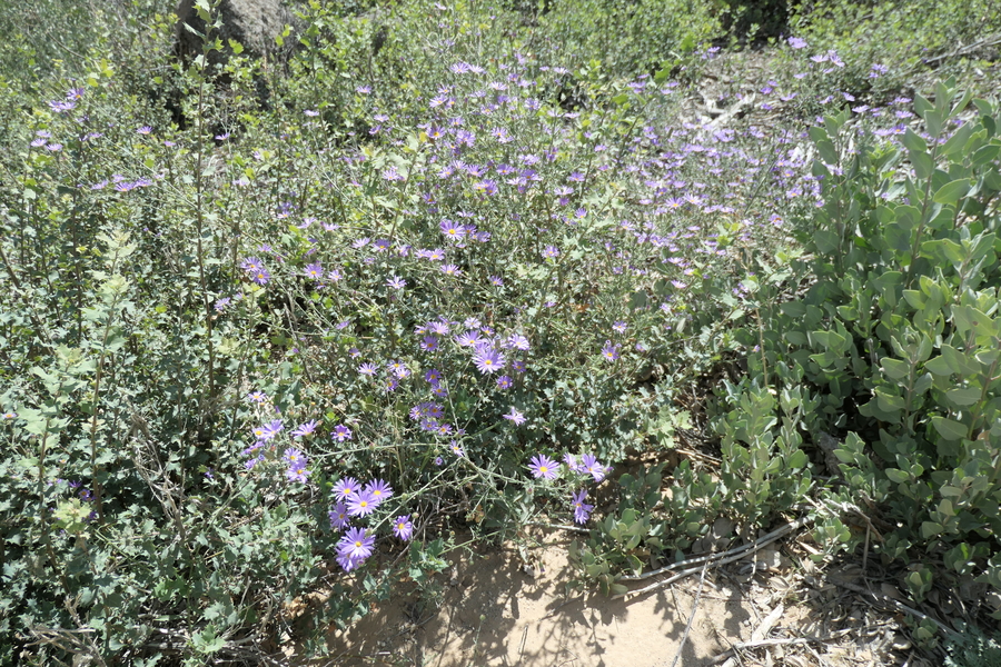 Dieteria asteroides