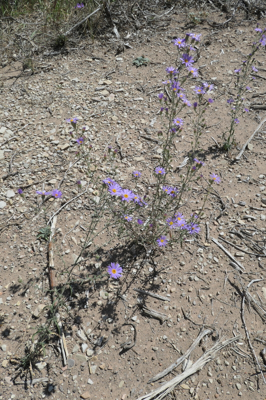 Dieteria asteroides