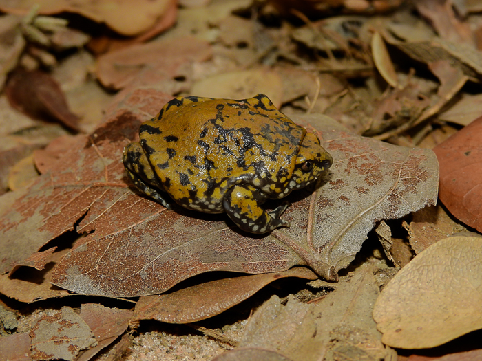 Dermatonotus muelleri Dermatonotus muelleri