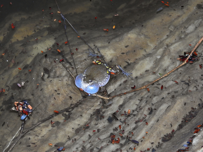 Scinax camposseabrai Scinax camposseabrai