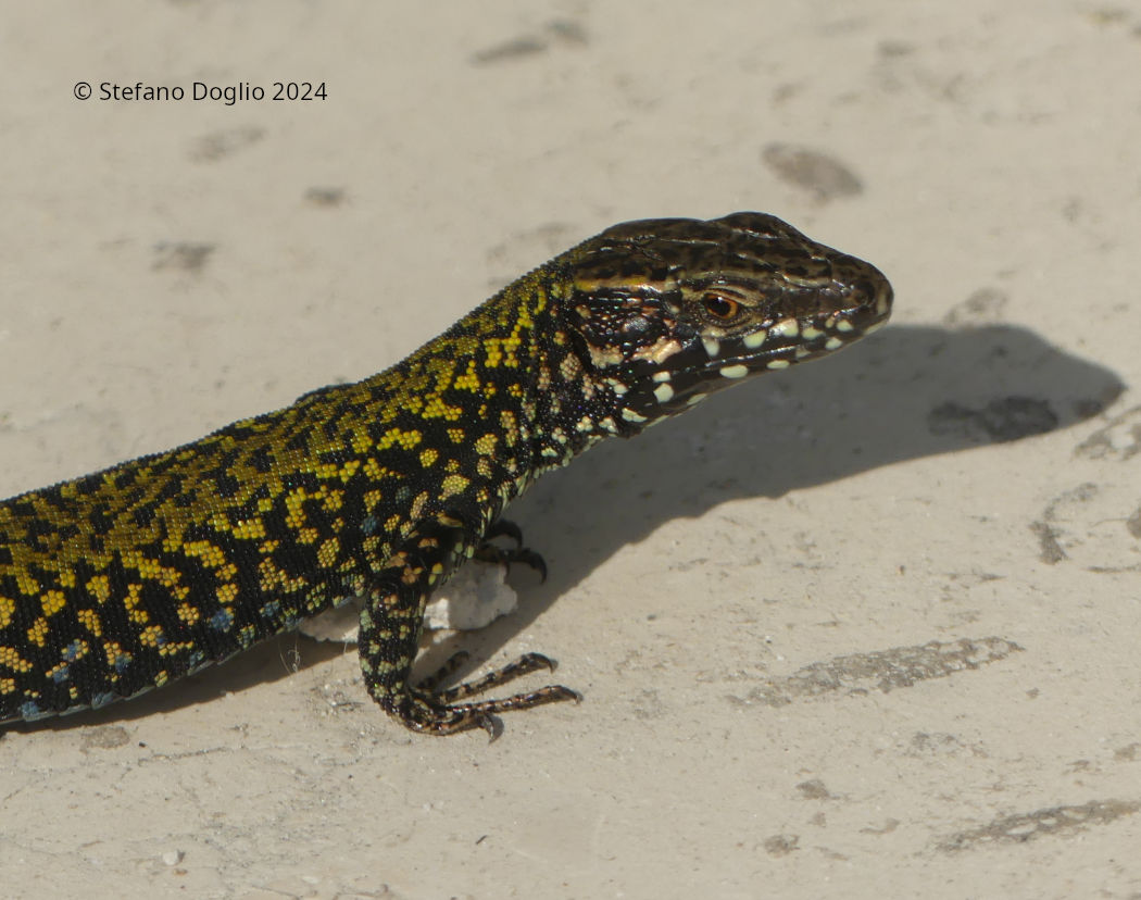 Podarcis muralis
