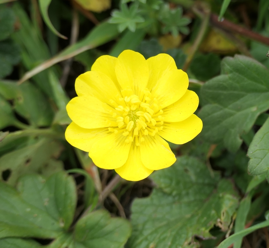 Ranunculus californicus var. cuneatus