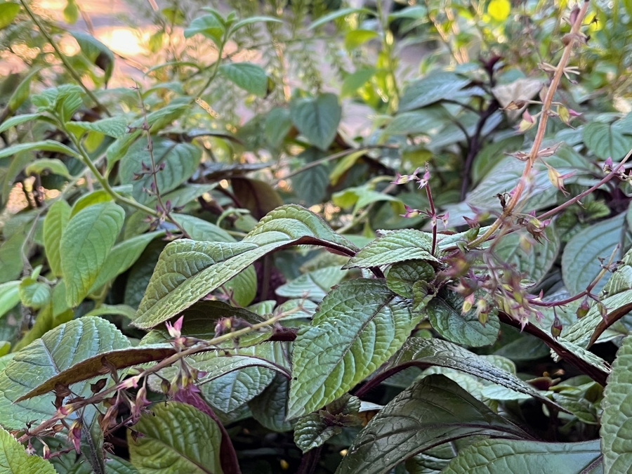 Perilla frutescens var. crispa