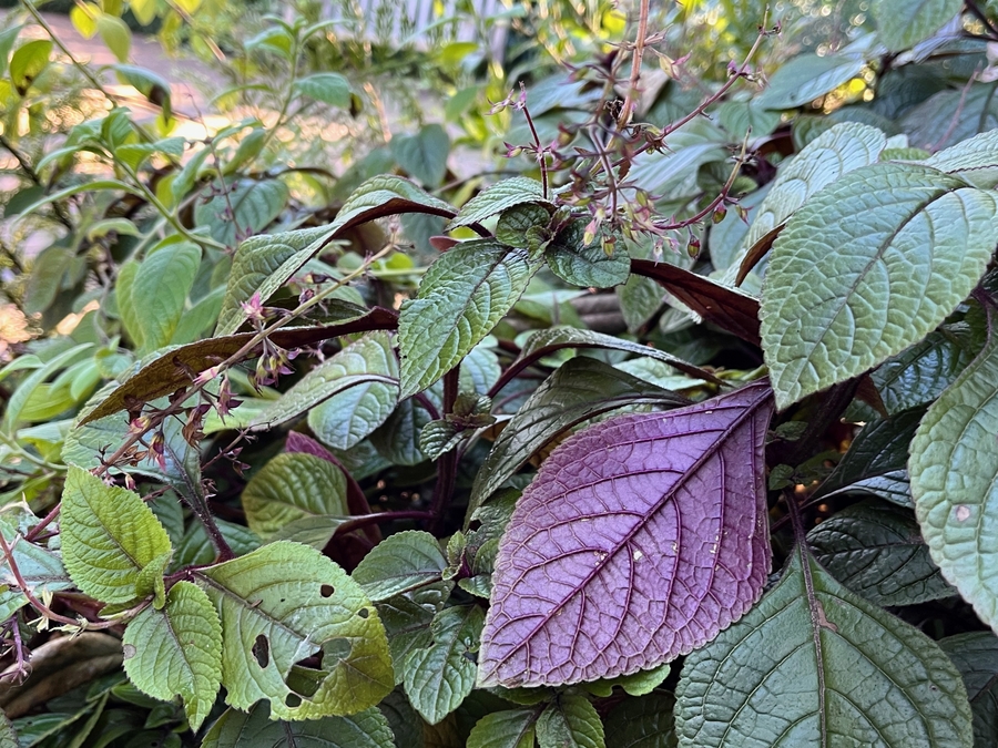 Perilla frutescens var. crispa