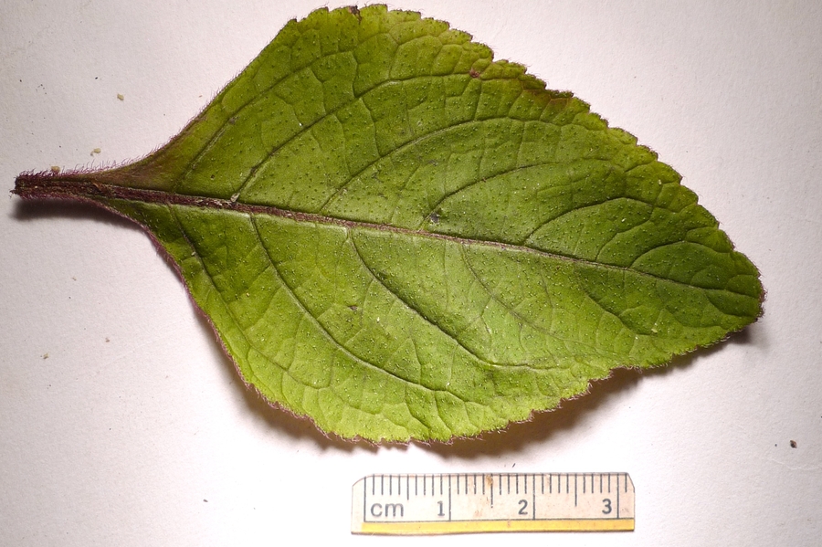 Perilla frutescens var. crispa
