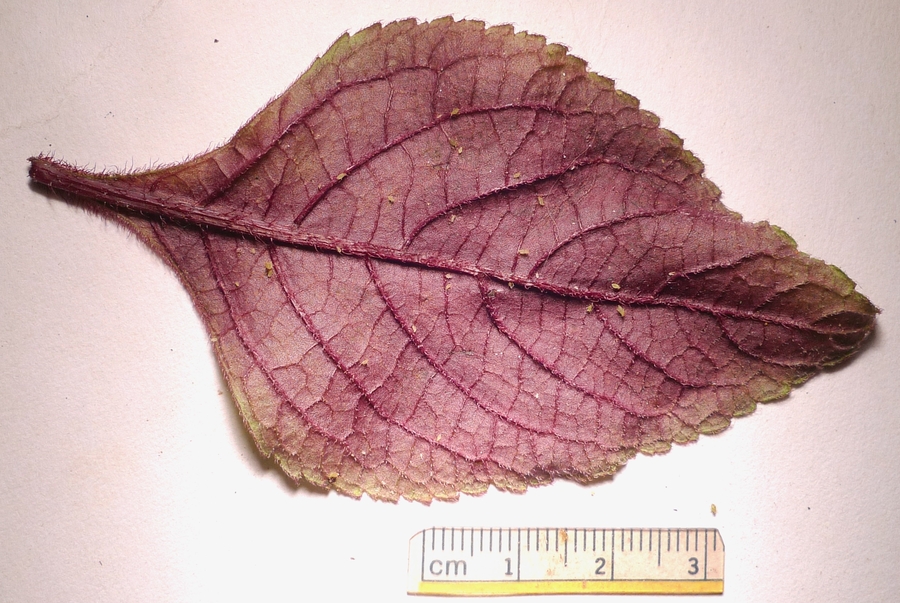 Perilla frutescens var. crispa
