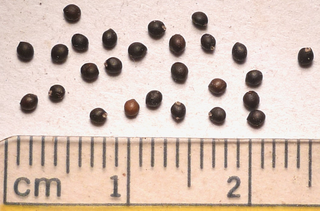 Perilla frutescens var. crispa