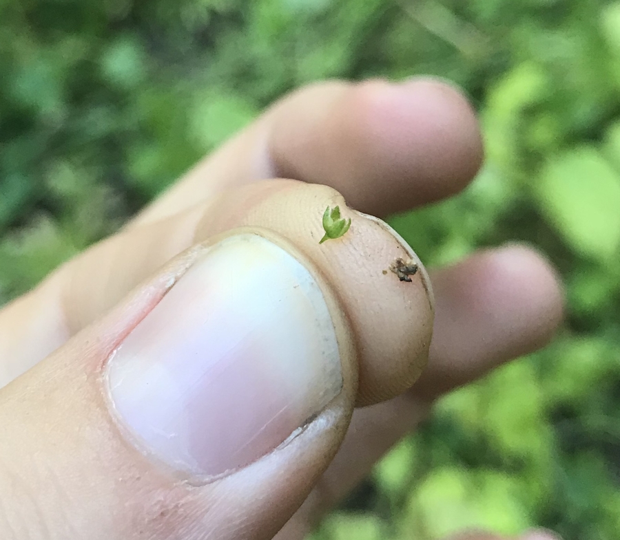 Engellaria obtusa Engellaria obtusa