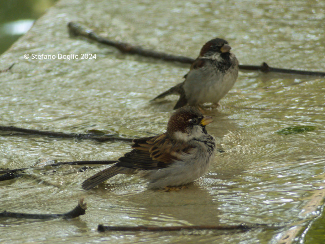 Passer domesticus