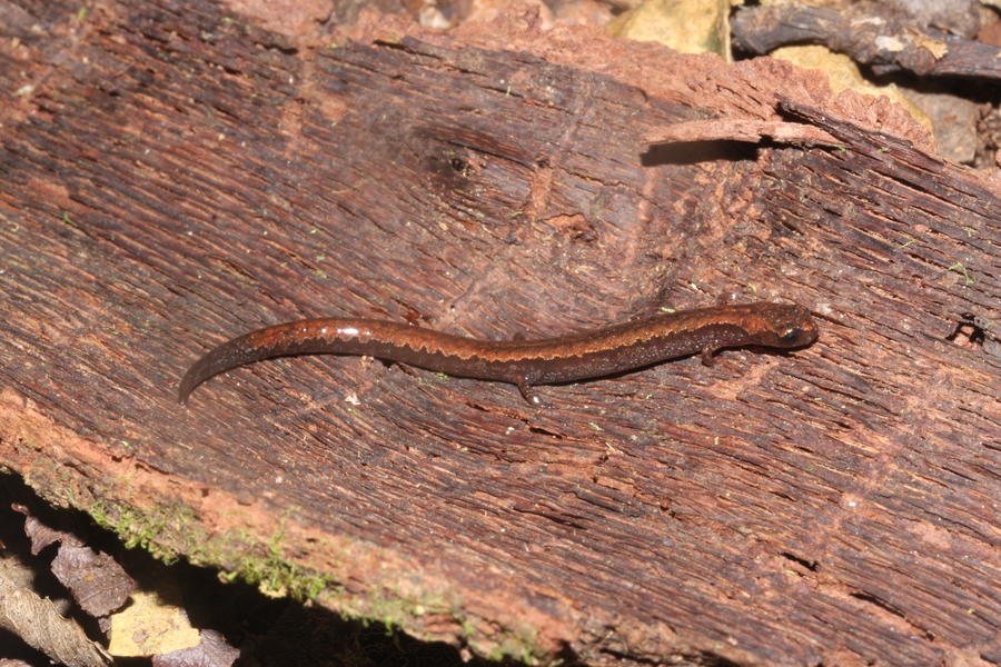 Thorius minutissimus