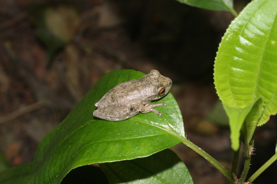 Ptychohyla leonhardschultzei