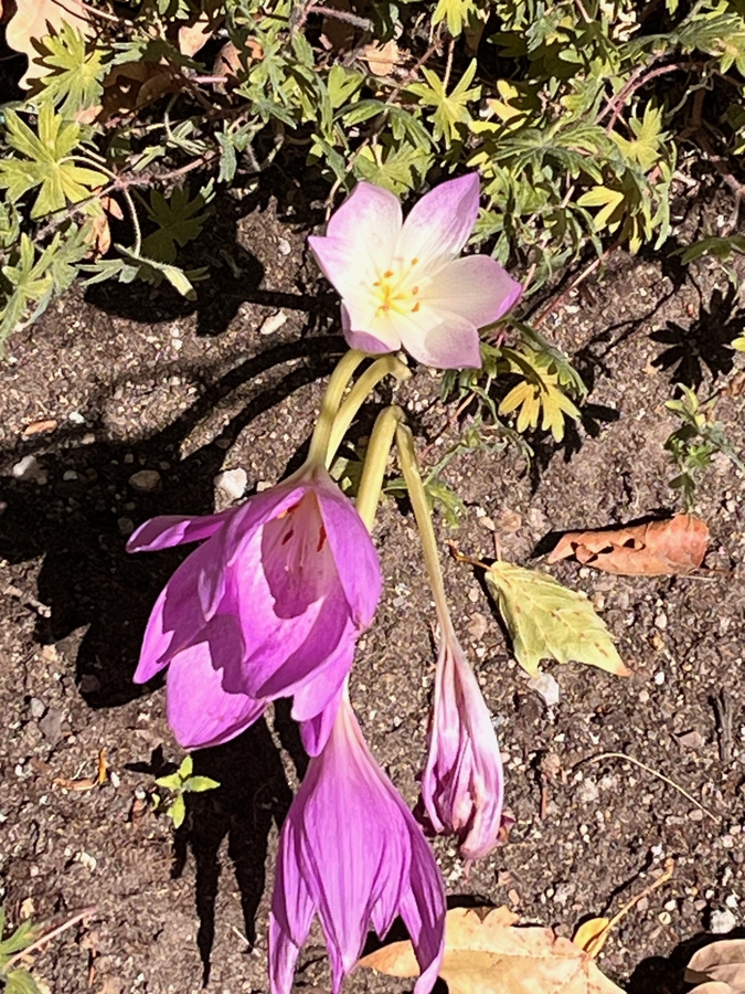 Colchicum autumnale