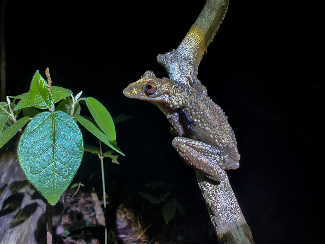 Corythomantis greeningi Corythomantis greeningi