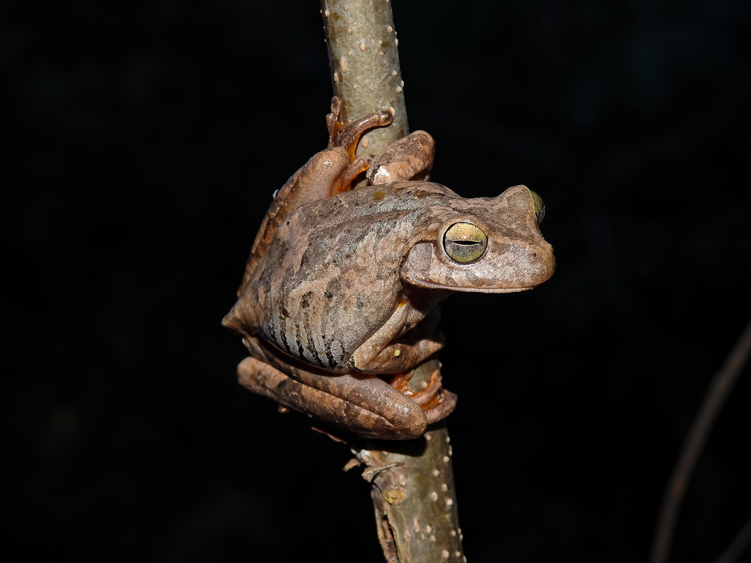 Boana crepitans Boana crepitans