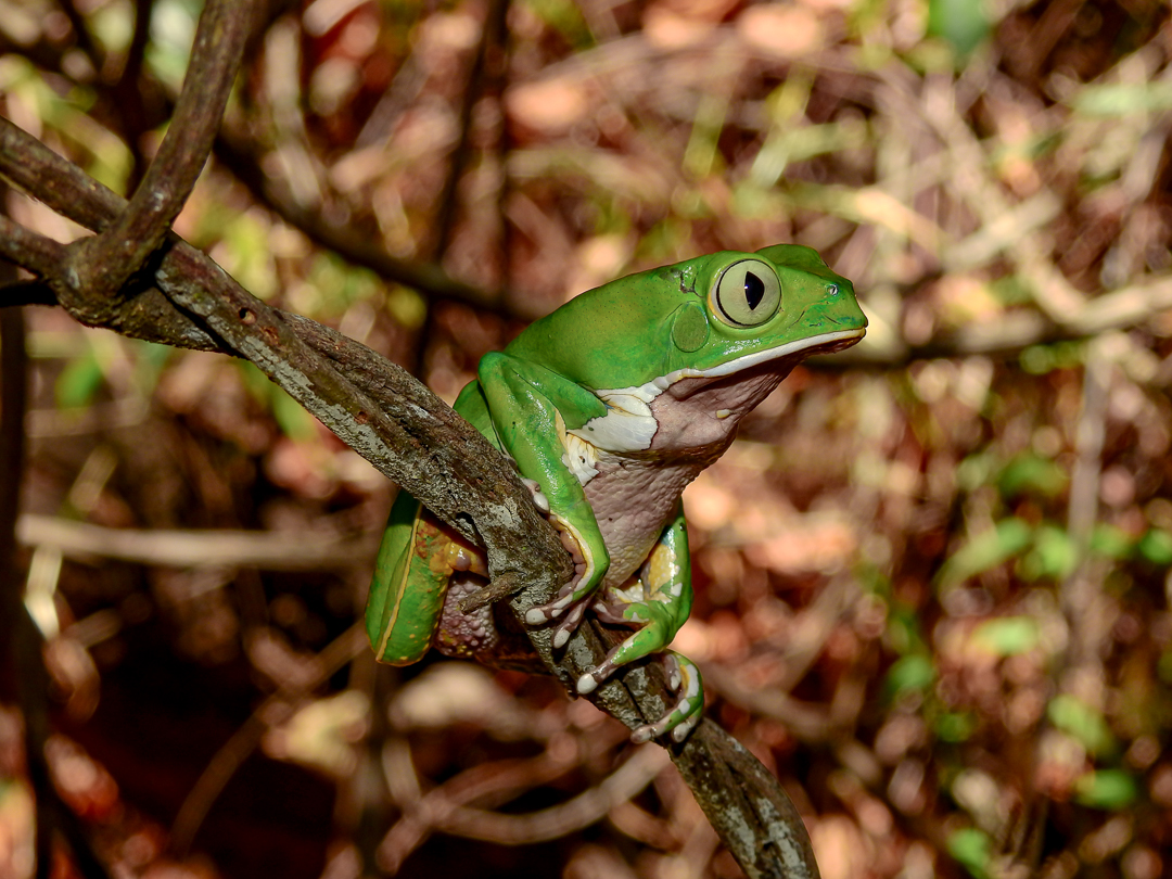 Phyllomedusa bahiana Phyllomedusa bahiana