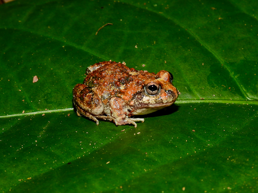 Pleurodema diplolister Pleurodema diplolister